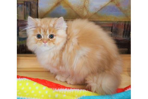 成約済の大阪府のマンチカン-5952の1枚目